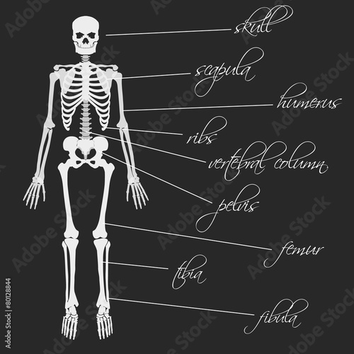 white human bones skeleton with description eps10