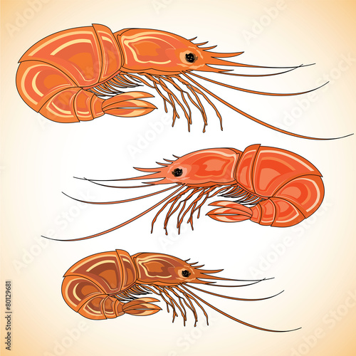Three prepared shrimps on colorful background.