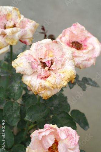 Gray mold on the flower rose