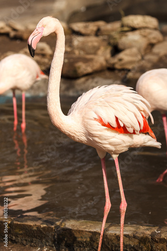 Single flamingo near the water