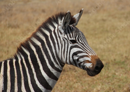 zebra Tanzania