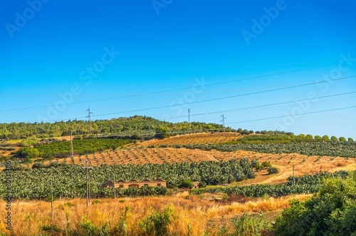 Prickly pear fields in Sicily.
