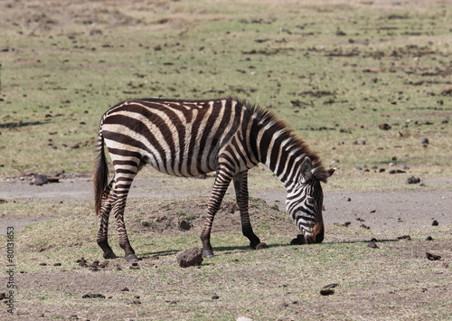 zebra,Tanzania