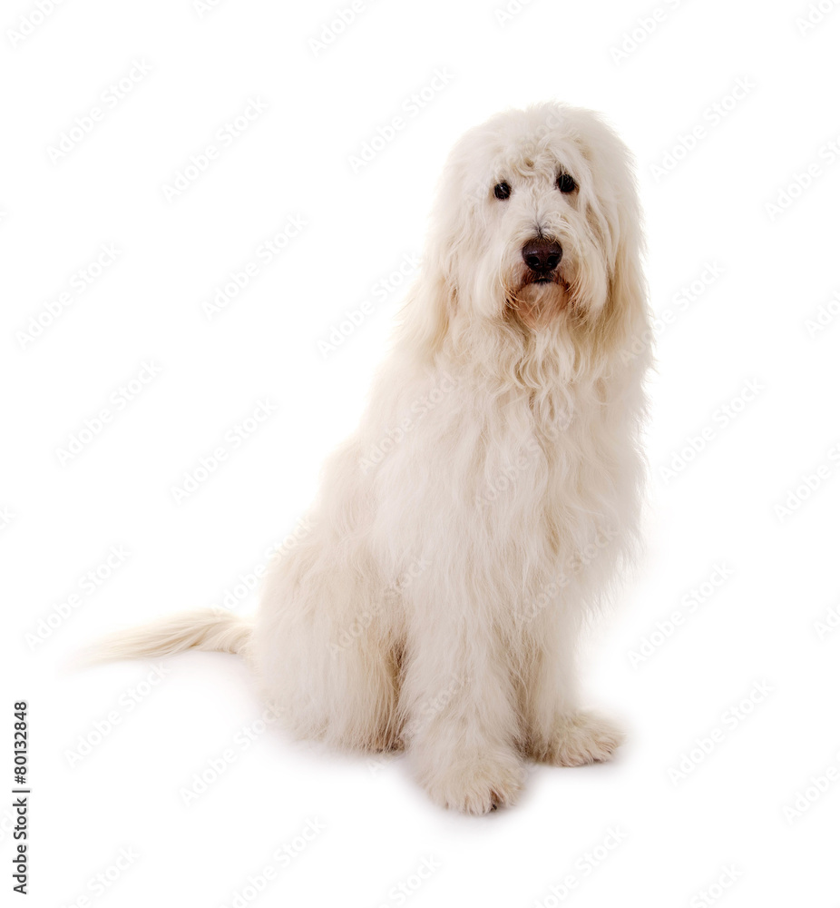 Goldendoodle Goldendoodle