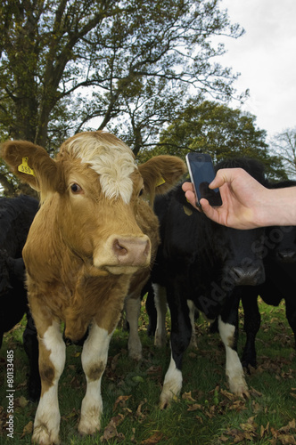 A man's hand holding a mobile phone, taking a picture of a cow's head. Farming apps, and livestock identification. photo