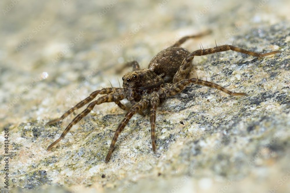 Macro photo of a Lycosidae hunting spider sitting on a rock