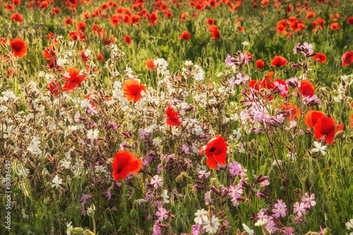 Stunning poppy field landsc...