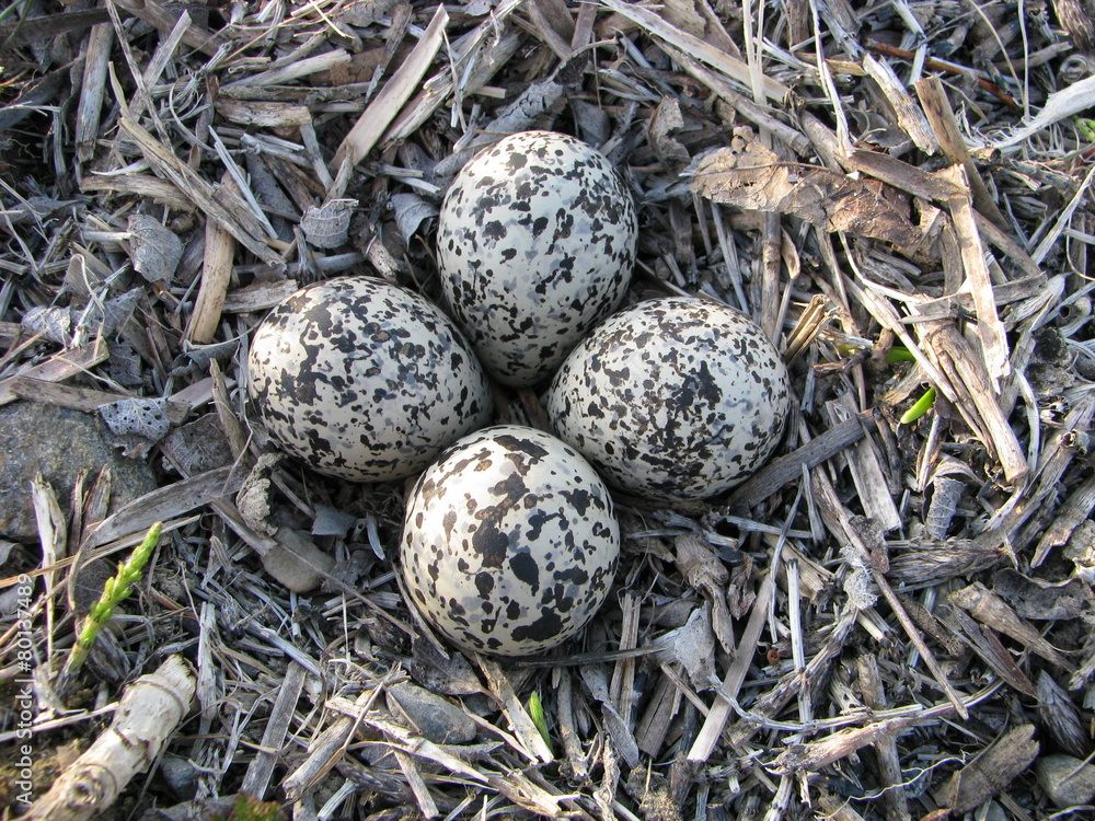 Nest of killdeer eggs Nest of killdeer eggs