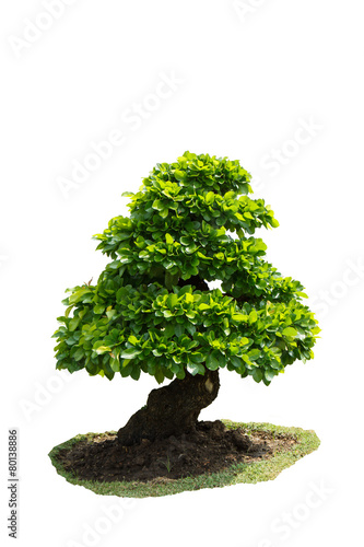 Bonsai