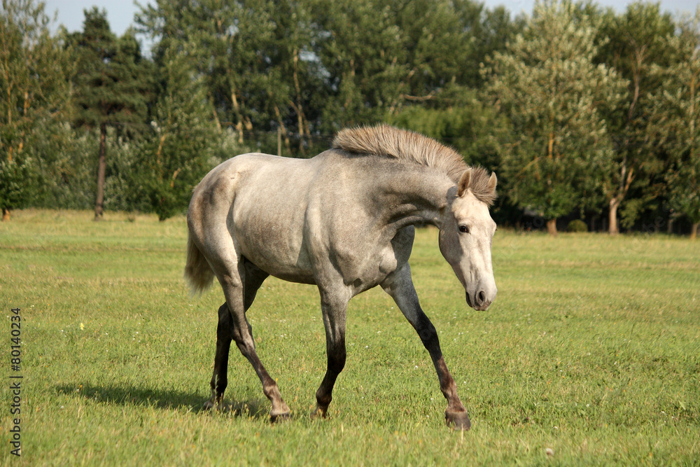 Beautiful gray andalusian colt (young horse) trotting free Beautiful gray andalusian colt (young horse) trotting free