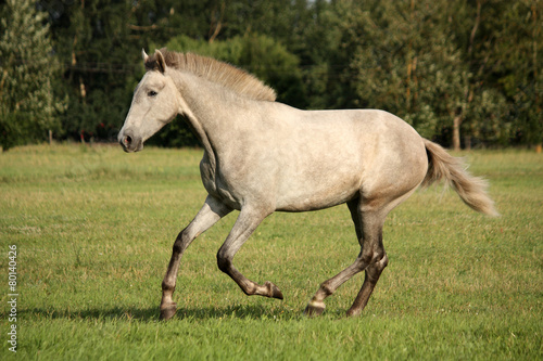 Young gray andalusian spanish horse galloping free © virgonira
