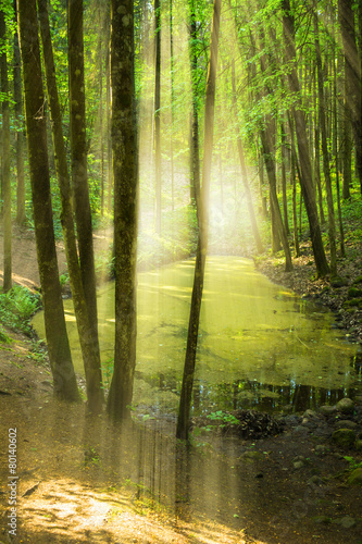Fototapeta Naklejka Na Ścianę i Meble -  Forest with pond
