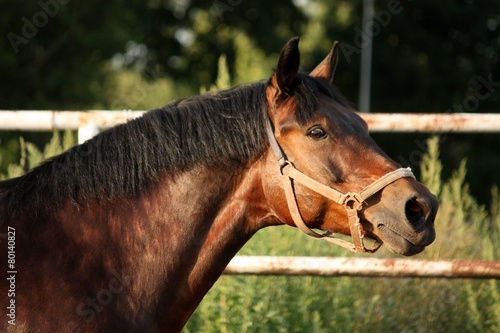 Portrait of brown horse neighing