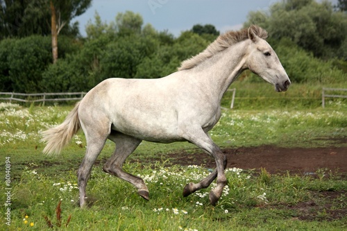 Gray andalusian horse galloping at flower field © virgonira
