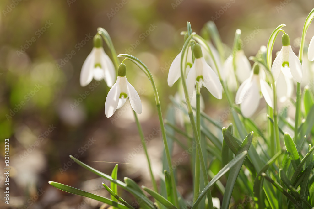 Fototapeta premium tender spring snowdrops in early spring morning