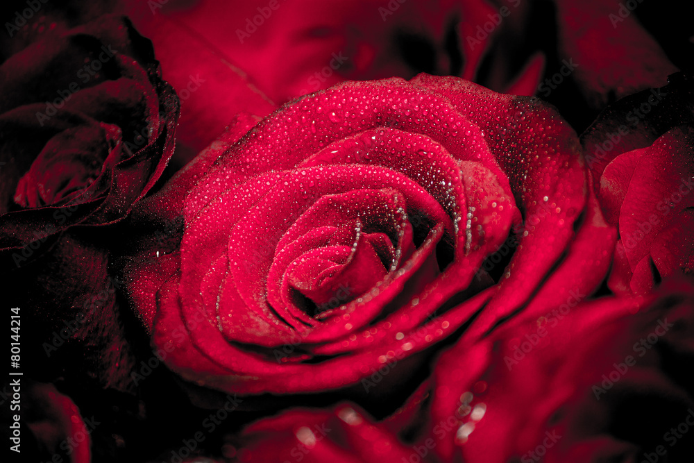 Naklejka premium crimson rose with drops of dew