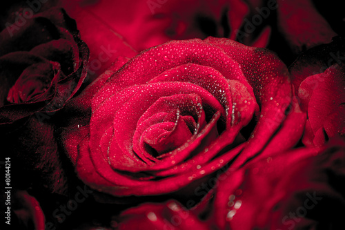 crimson rose with drops of dew