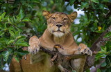 Lioness on a tree. Uganda.