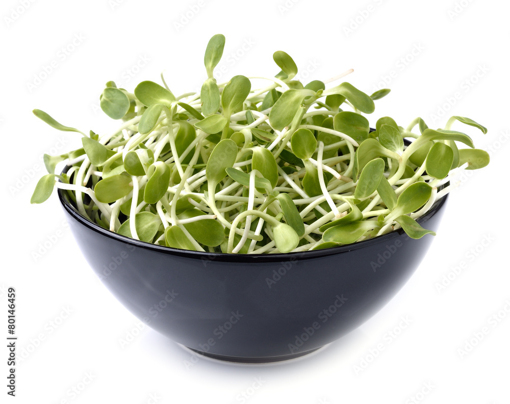 green young sunflower sprouts in black bowl green young sunflower sprouts in black bowl