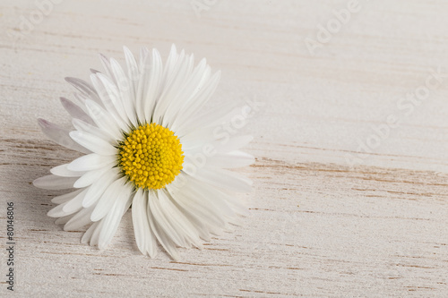 Fototapeta Naklejka Na Ścianę i Meble -  daisy