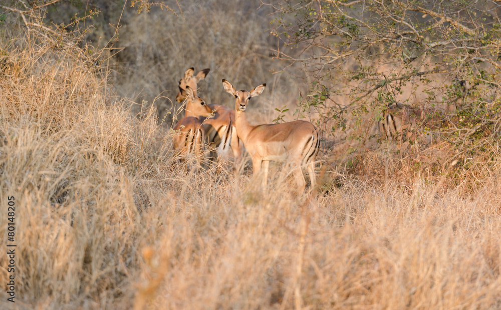Impalas in Kruger Park