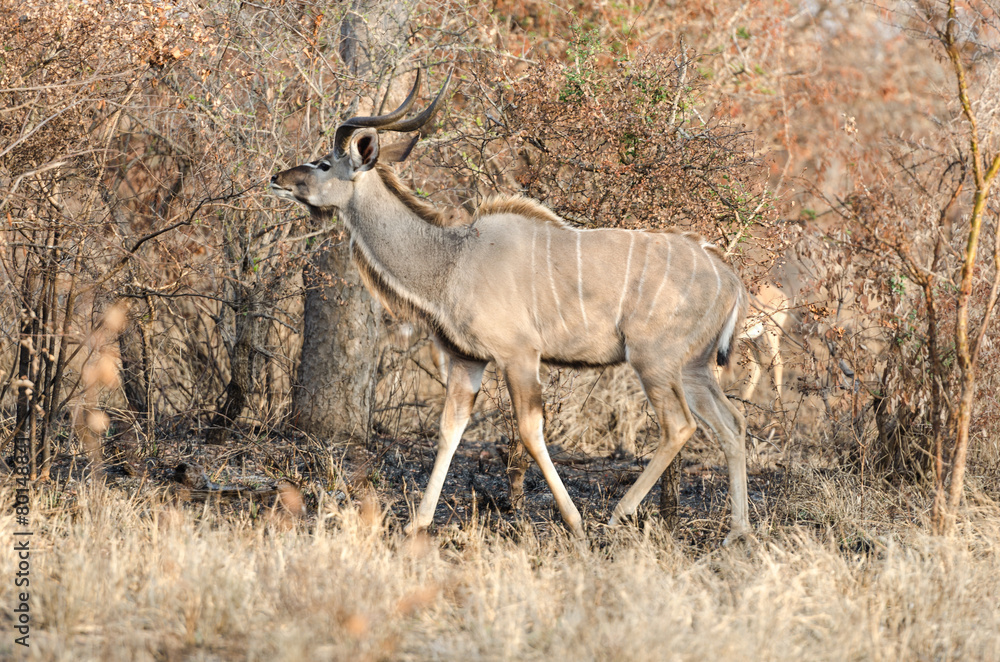 Kudu in Kruger Park Kudu in Kruger Park