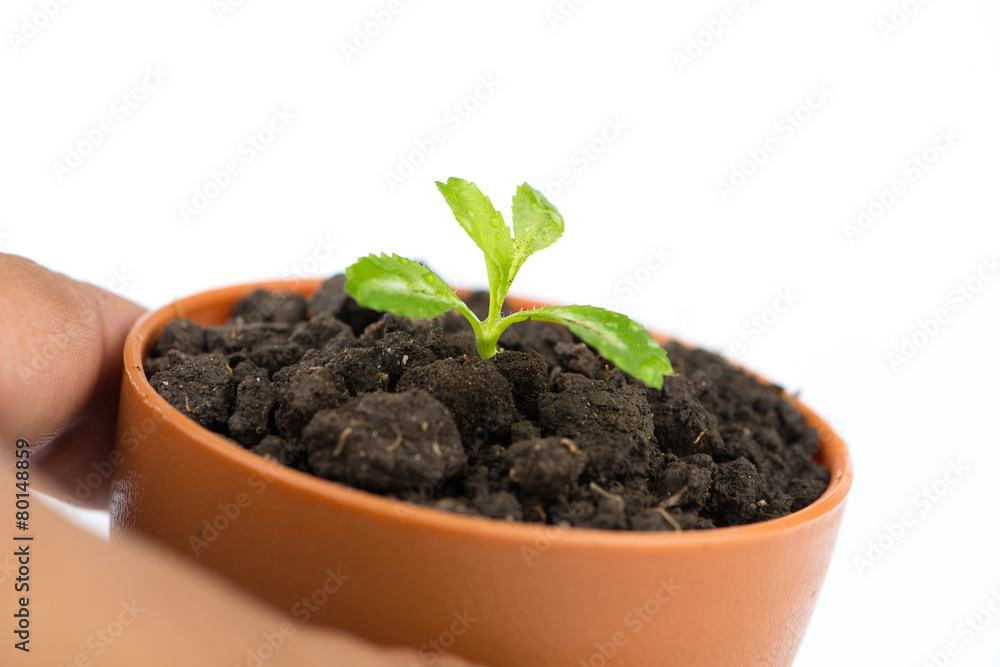 Young green tree in flower pot Young green tree in flower pot
