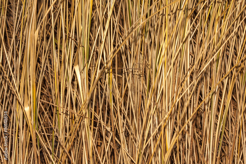 Wallpaper Mural Straw Background Torontodigital.ca