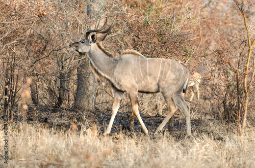 Kudu in Kruger Park
