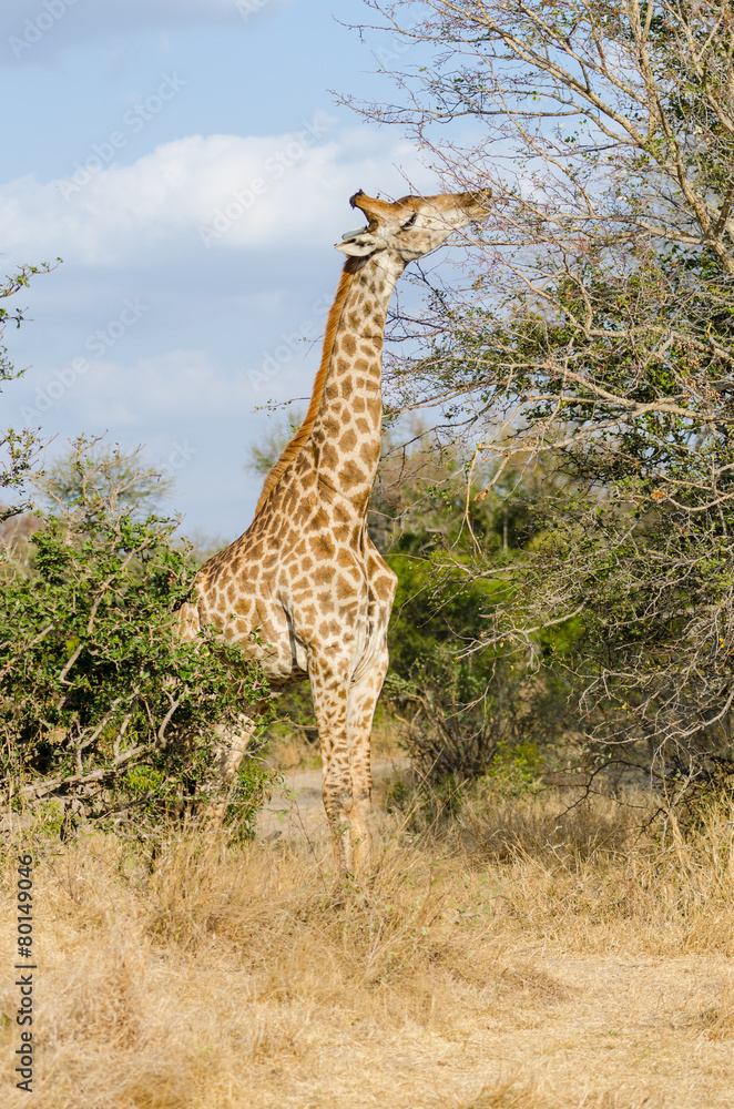 Fototapeta premium Giraffe in Kruger Park