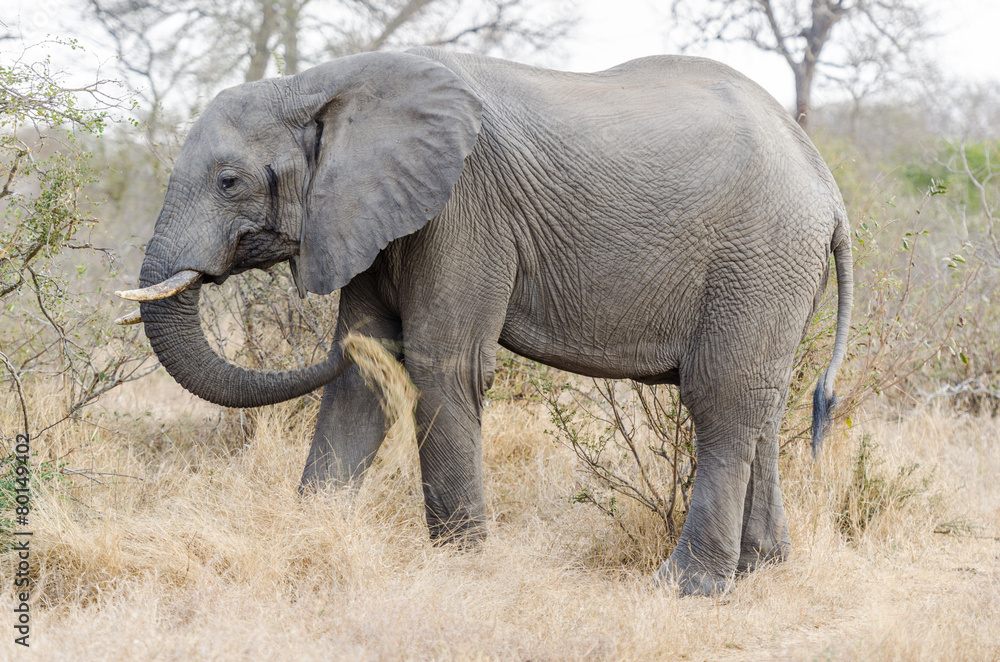 Obraz premium Elephant in Kruger Park