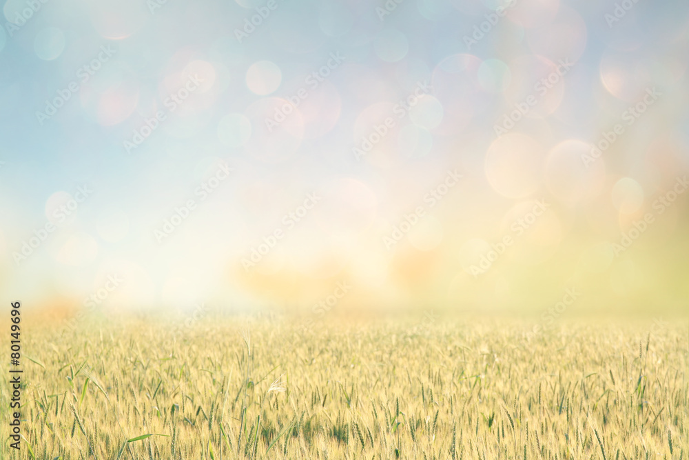 abstract photo of wheat field and bright bokeh lights.