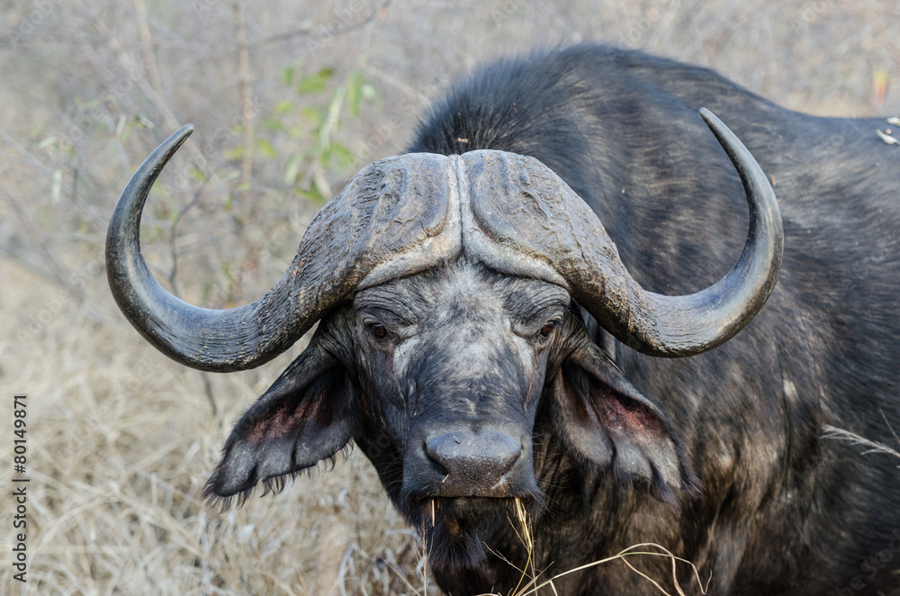Wild Cape Buffalo in Kruger Park