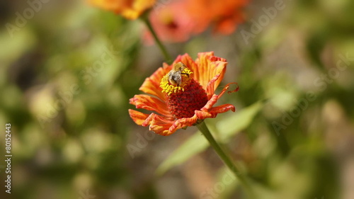Bee gathering pollen