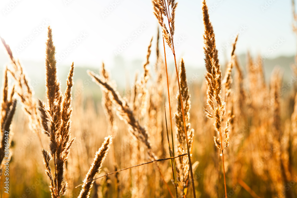 Fototapeta premium wheat field