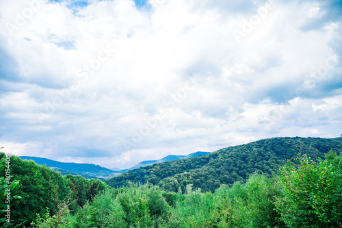 Pine tree forest