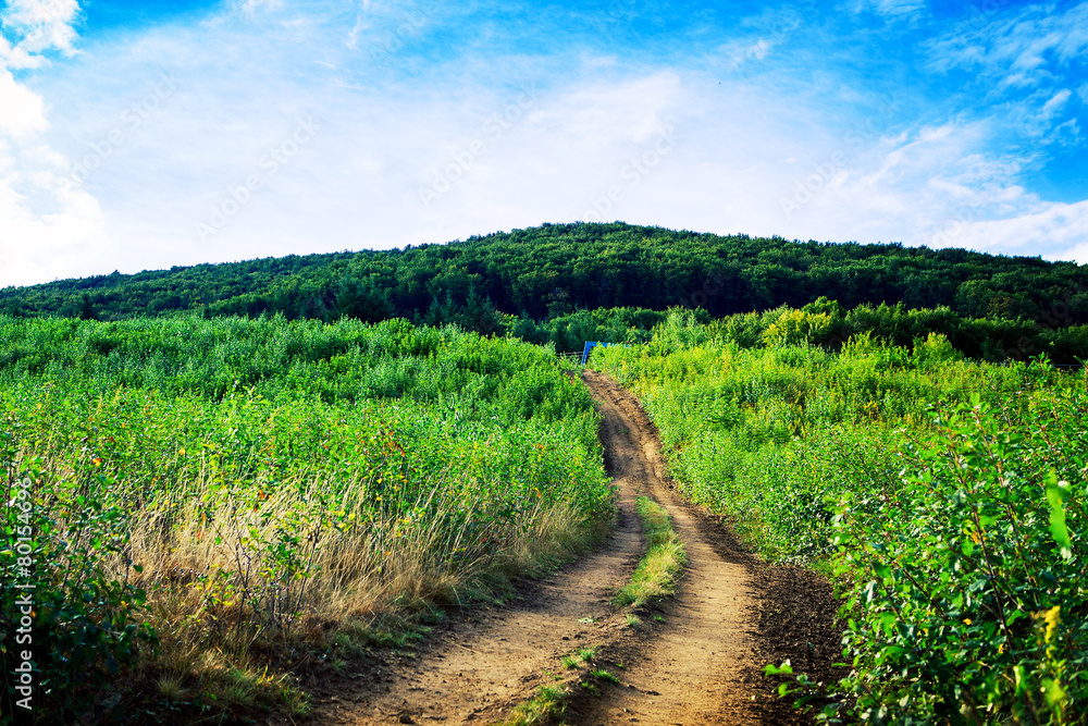 Obraz premium Pine tree forest