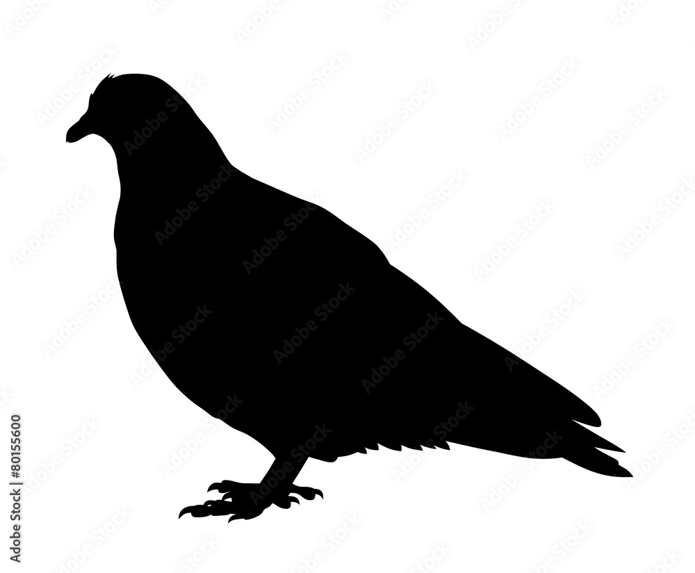 Dove Dove