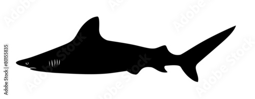 Shark