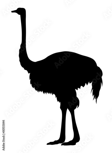 Ostrich