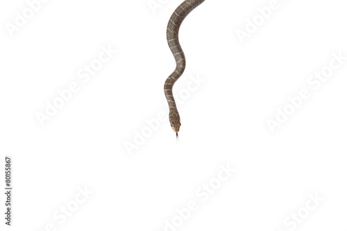 Wallpaper Mural Blue Racer Snake Torontodigital.ca