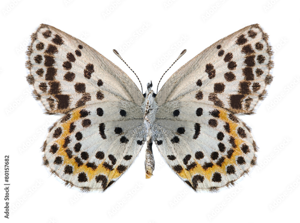 Butterfly Scolitantides orion (female) (underside)
