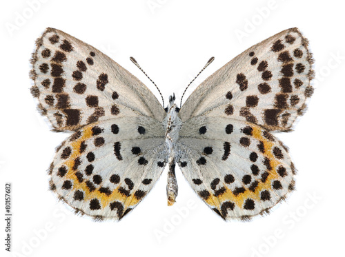 Photography Butterfly Scolitantides orion (female) (underside)