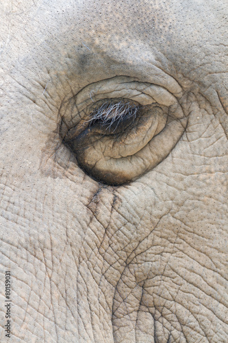 Elephant eye