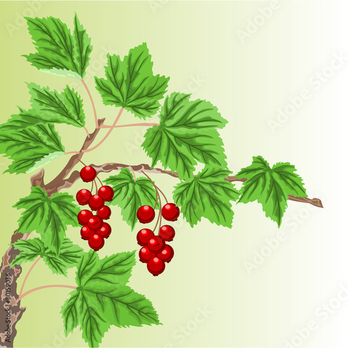 Twig with red currant vector