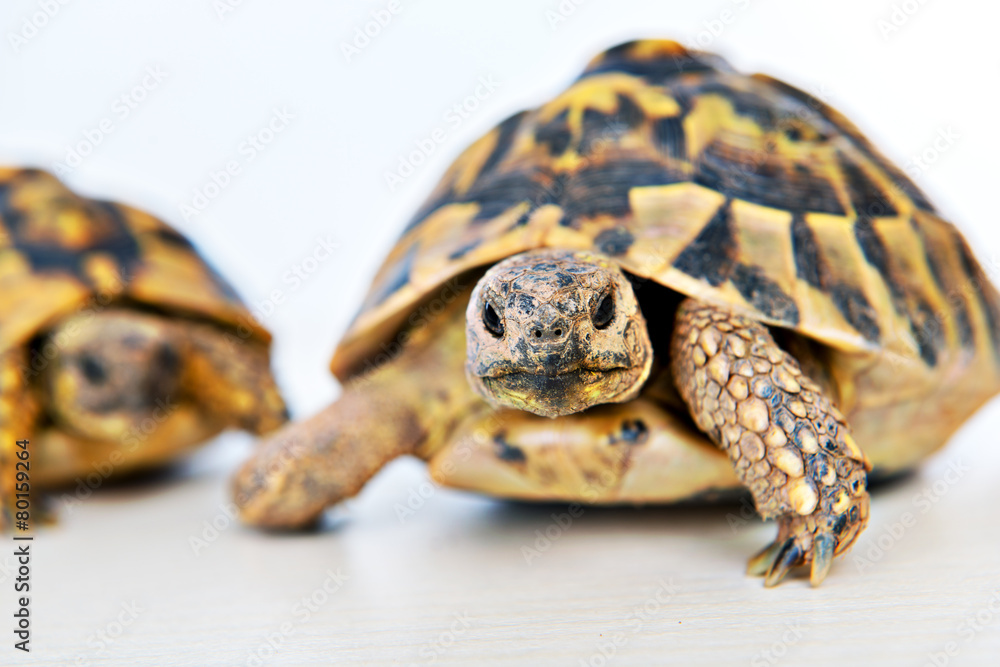 Fototapeta premium turtle in front of white background