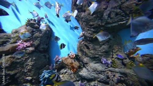 Various kinds of sea fish swim in aquarium water  at oceanarium photo