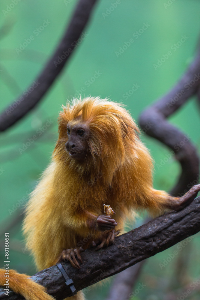 Fototapeta premium lion monkey