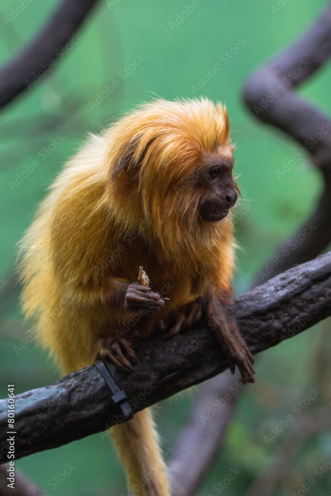Fototapeta premium lion monkey