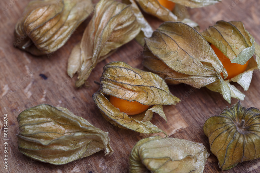 physalis physalis